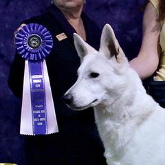 Pallas - Berger Blanc Suisse