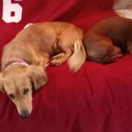 Dachshunds from Dennes' Dachshunds