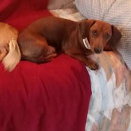 Dachshunds from Dennes' Dachshunds