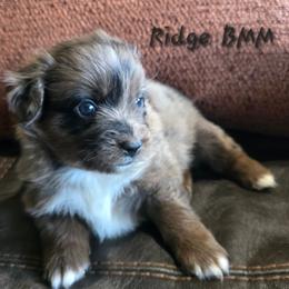 Ridge - Blue merle male Miniature Australian Shepherd puppy in Paris, Texas from Blue Envy Mini Aussies