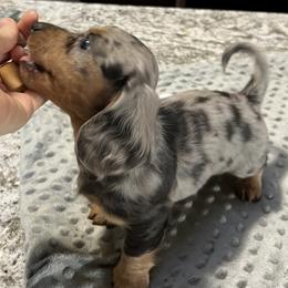 Dachshund Puppies from Dachshund Family Love Breeders