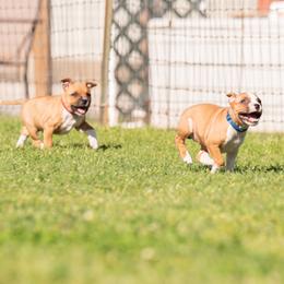 Staffordshire Bull Terrier Puppies from Vivace Staffords