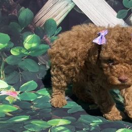 Pumpkin - Red  Poodle puppy in Pearland, Texas from Destiny’s Kennel