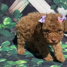 Pumpkin - Red  Poodle puppy in Pearland, Texas from Destiny’s Kennel