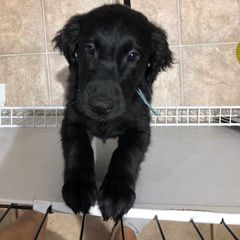 Flat-Coated Retriever Puppies from Beacon's Flat-Coated Retrievers