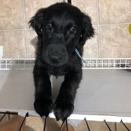 Flat-Coated Retriever Puppies from Beacon's Flat-Coated Retrievers