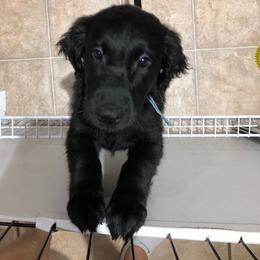 Flat-Coated Retriever Puppies from Beacon's Flat-Coated Retrievers
