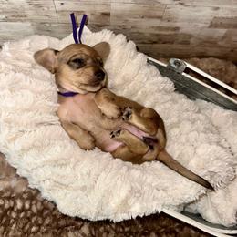 Sage - Cream female Dachshund puppy in Atwood, Oklahoma from Holder’s Doxie Farm