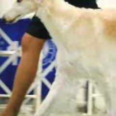 Borzois from BelVento