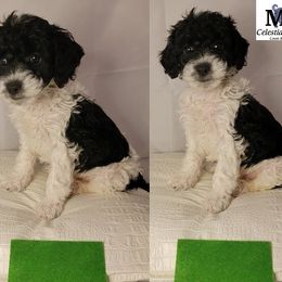 Girl 2 - Black Goldendoodle puppy in Coon Rapids, Minnesota from MN Celestial Doodles