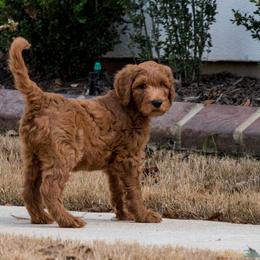 Goldendoodle Puppies from GoldenFido