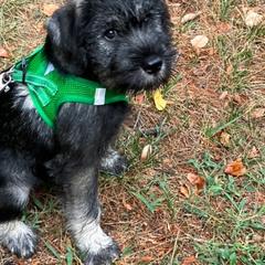 Standard Schnauzer Puppies from Songbird Standard Schnauzers