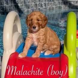 Malachite - Red  male Goldendoodle puppy in Beverly Hills, Florida from Bundle of Joy Doodles
