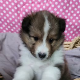 Shetland Sheepdogs from Triple S Shelties
