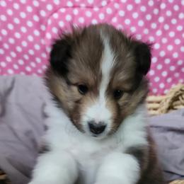Shetland Sheepdogs from Triple S Shelties