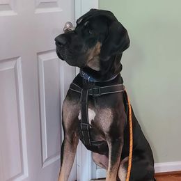 Vader - Great Dane