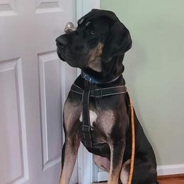 Vader - Great Dane