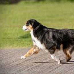 Tilly - Miniature American Shepherd