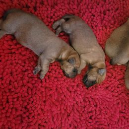 Irish Terrier Puppies from Back Country Terriers