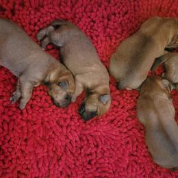 Irish Terrier Puppies from Back Country Terriers