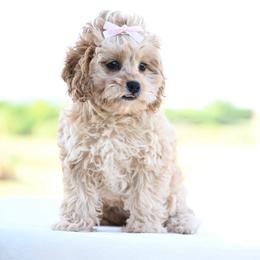 Aspen - Cream female Cavapoo puppy in Lawton, Oklahoma from Lindsey’s Cavies