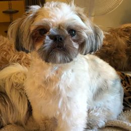 Shih Tzus from Your Fuzzy Puppy