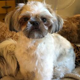 Shih Tzus from Your Fuzzy Puppy