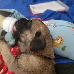 Boy 3 - Fawn male Mastiff puppy in Conroe, Texas from Southern Star English Mastiffs