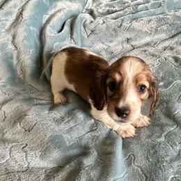 Flynn. (Walnut) - Cream male Dachshund puppy in Wolf Lake, Indiana from Canisteo Dachshunds