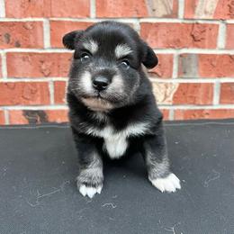Luigi - Black and white male Pomsky puppy in Henderson, Kentucky from Paris Pomskies