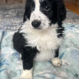 Bernedoodle Puppies from East Coast Bernedoodles