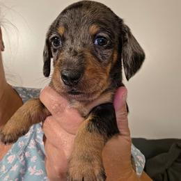 Patty - Black and tan female Dachshund puppy in El Paso, Texas from Mells Weenies