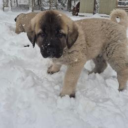 Luca - Gray fawn male Anatolian Shepherd Dog puppy in Jackson, New Jersey from Homestead Heaney