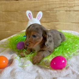 Dachshund Puppies from Shiloh Ridge Dachshunds