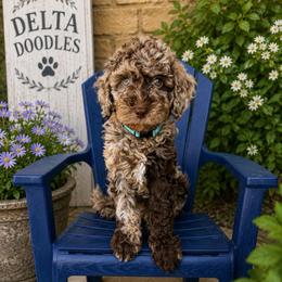 Coast - Chocolate merle male Bernedoodle puppy in Clovis, California from Delta Doodless