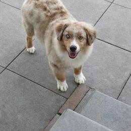 Arthur - Red merle male Miniature American Shepherd puppy in Palacios, Texas from Coastal’s Miniature American Shepherds