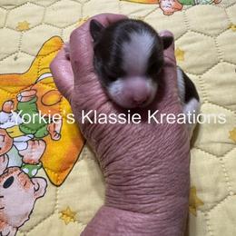 ISABELL - Parti female Yorkshire Terrier puppy in Dierks, Arkansas from Yorkie’s Klassie Kreations