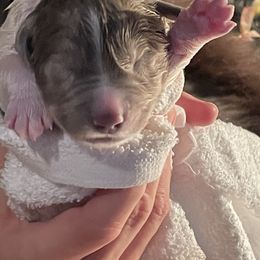 Newfoundland Puppies from Sugar Paws Newfoundlands