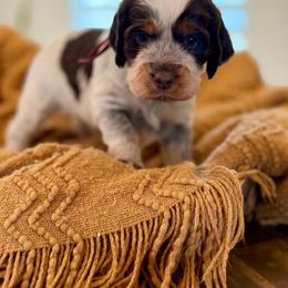 Georgie - Tri-Roan female English Springer Spaniel puppy in Brownsville, Texas from South Texas Springers