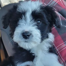 Aussiedoodle, Cavapoo, and Poodle Puppies from B&M Cottonwood Canines
