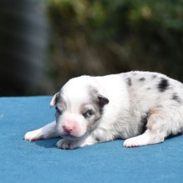 Purple - Blue merle female Australian Shepherd puppy in Pilot, Virginia from Obsidian Australian Shepherd