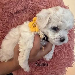 Nadin - White female Bichon Frise puppy in Glen Allen, Virginia from Amori's Royal Bichons