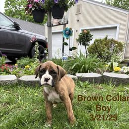 Brown Collar Boy - Brindle Boxer puppy in East Longmeadow, Massachusetts from Boxer Bliss