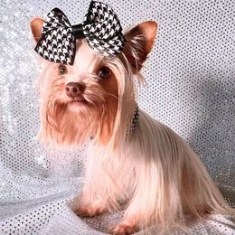 Asher - Yorkshire Terrier