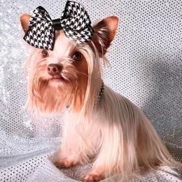 Asher - Yorkshire Terrier