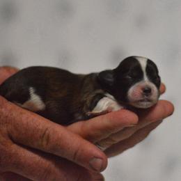Spring - Brown and white female Shichon puppy in Delta, Colorado from PTK Ranch