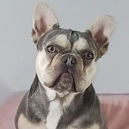Lily - French Bulldog