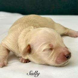 Sally - Cream female Dachshund puppy in Ormond Beach, Florida from Meadow Ridge Dachshunds