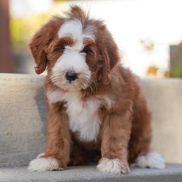 Cheyenne - Red female Bernedoodle puppy in Dundee, Ohio from Down Home Doodle