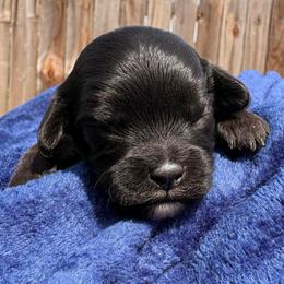 BlackBerry - Black female Cavapoo puppy in El Sobrante, California from Mckendra's Legacy